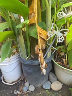 Banana trees, thirty dollars each. We're a hundred for the whole bunch