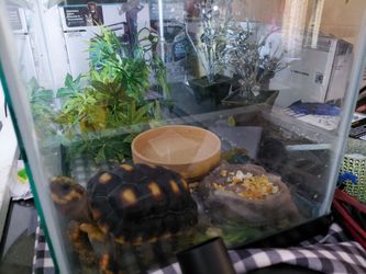 Yellow footed tortoise plus tank