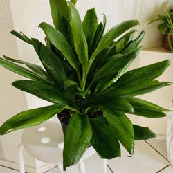 🌿Gorgeous Green Ti Plant is a natural stress reliever🙏PLS READ DESCRIPTION