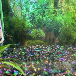 Entire 10 Gallons Fish Tank Set Uo