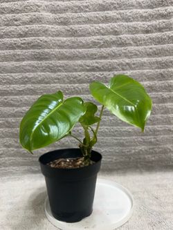 Indoor Plant