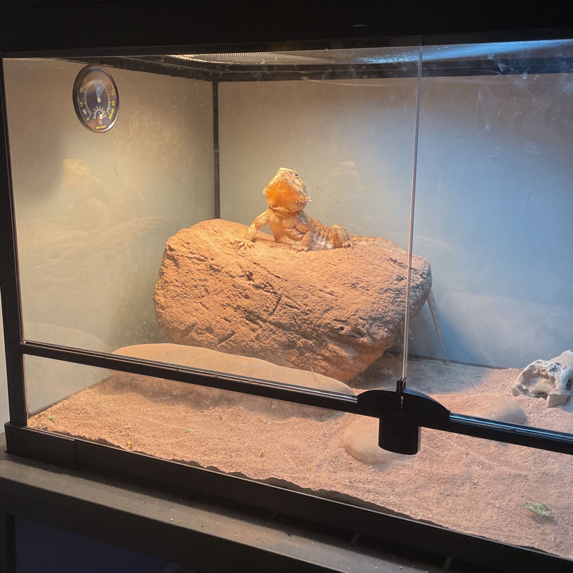 Fully Grown Adult Bearded Dragon with Tank And Everything.