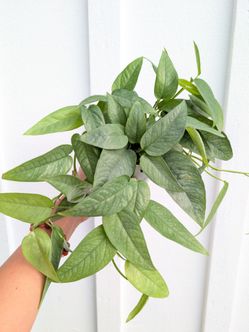 Pothos Cebu Blue Plant 4" Pot - Indoor House Plants