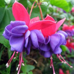 Fucshia Plant Blue Eyes In One Gallon Pot 