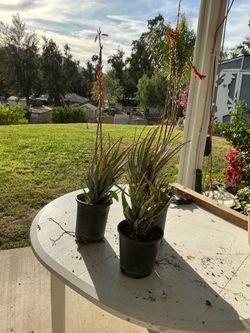 3 1-gallon succulent pink flower