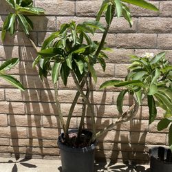 Plumeria