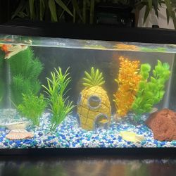 Fish Tank + Filter + Food And Five Small fish 