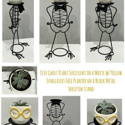 Live Ghost Plant Succulent in White w Yellow Sunglasses Face Planter on Black Metal Skeleton Stand