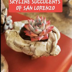 PLANT SALE SATURDAY IN SAN LORENZO $2 TO $20 THIS SATURDAY