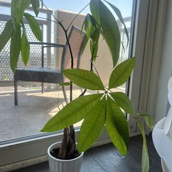 Money Tree Plant 