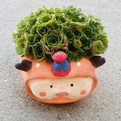 Succulents plants 🪴 