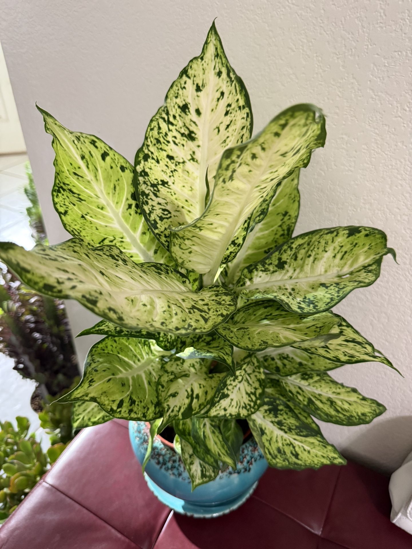 ♥️GORGEOUS♥️Dieffenbachia Dumb Cane evergreen Plant🙏PLS READ DESCRIPTION