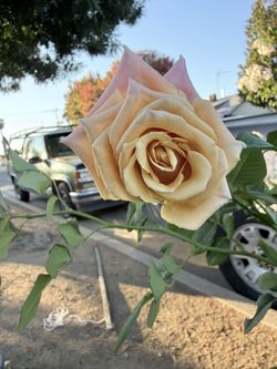 Shimmer Rose Bush Plant Flower 