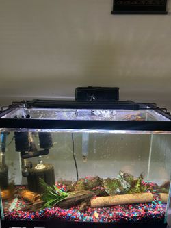 20 gallons fish tank