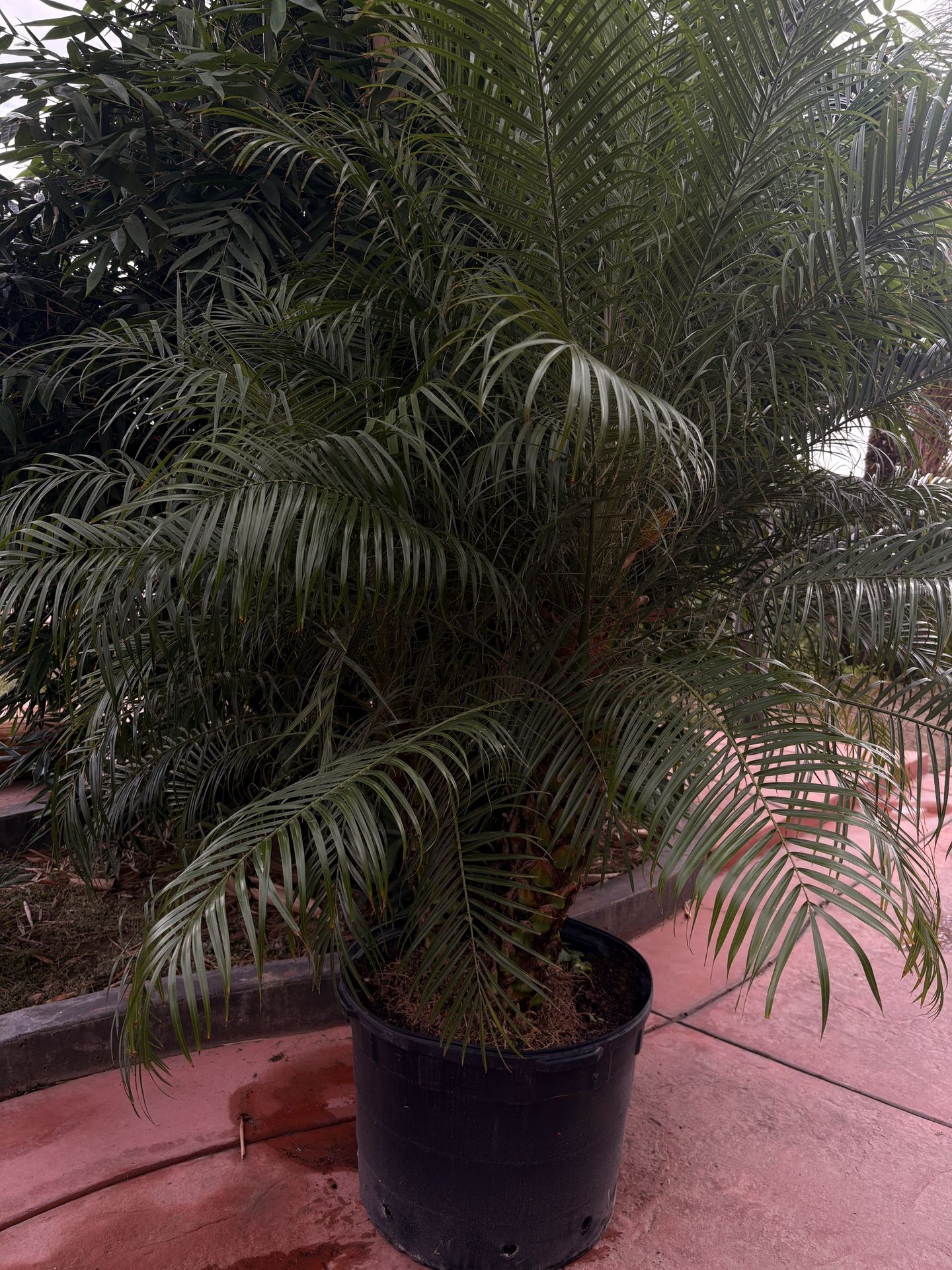 Huge Pygmy Date Palm