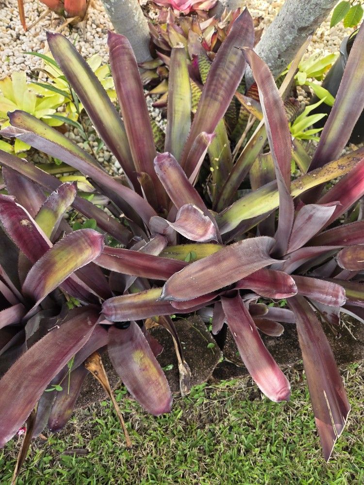 Purple Marcelinos