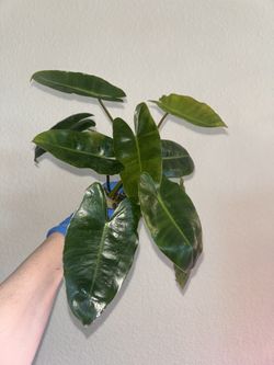 Reverted Burle Marx (2)