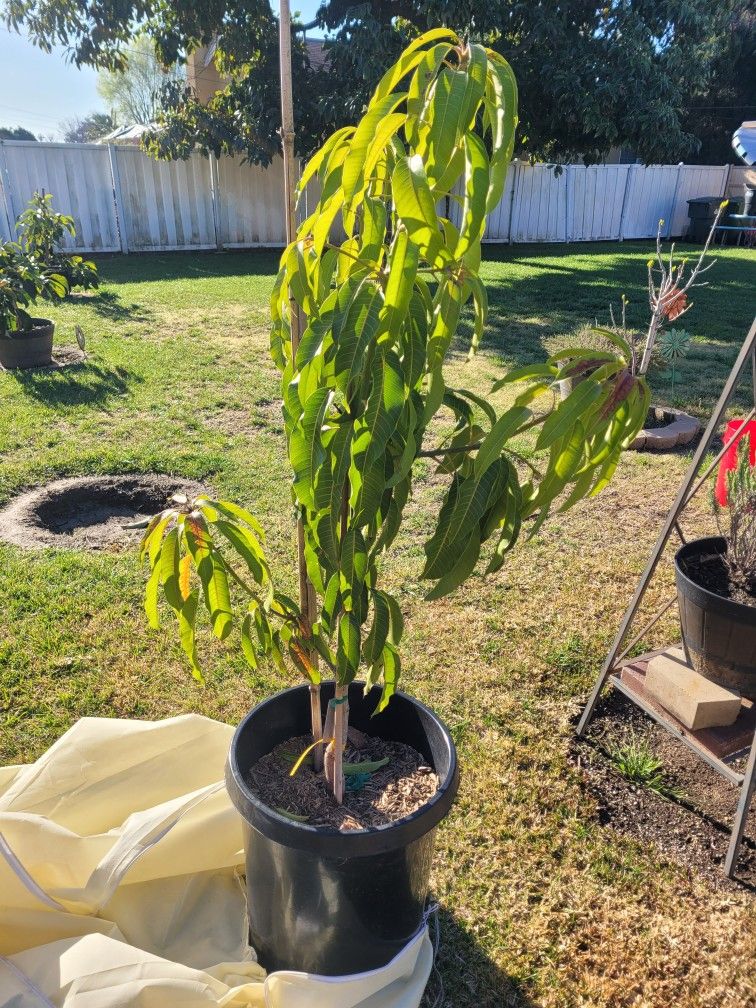 Nam Doc Mai 4 Mango Tree for Sale in Whittier, CA OfferUp