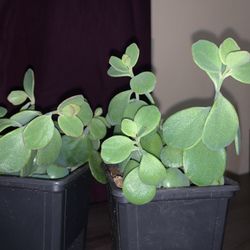 KALANCHOE PANAMENSIS rare exotic succulent cactus garden collector plant