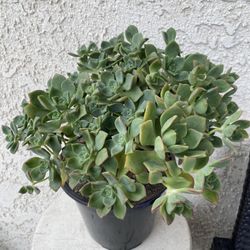 1.5 Gallon Pot Succulent Plant - Aeonium Haworthii Pinwheel - Kiwi Verde - Rooted & Established - Drought Resistant 🪴