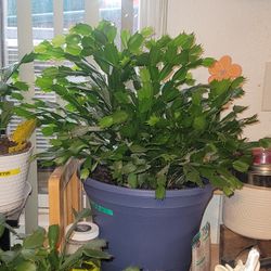 Christmas Cactus