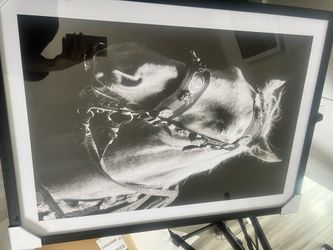Interactive  Black & White Horse photo From Boutique Gallery 
