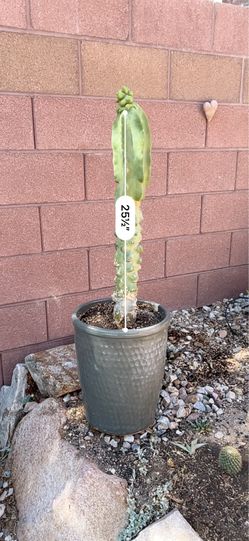 Totem pole