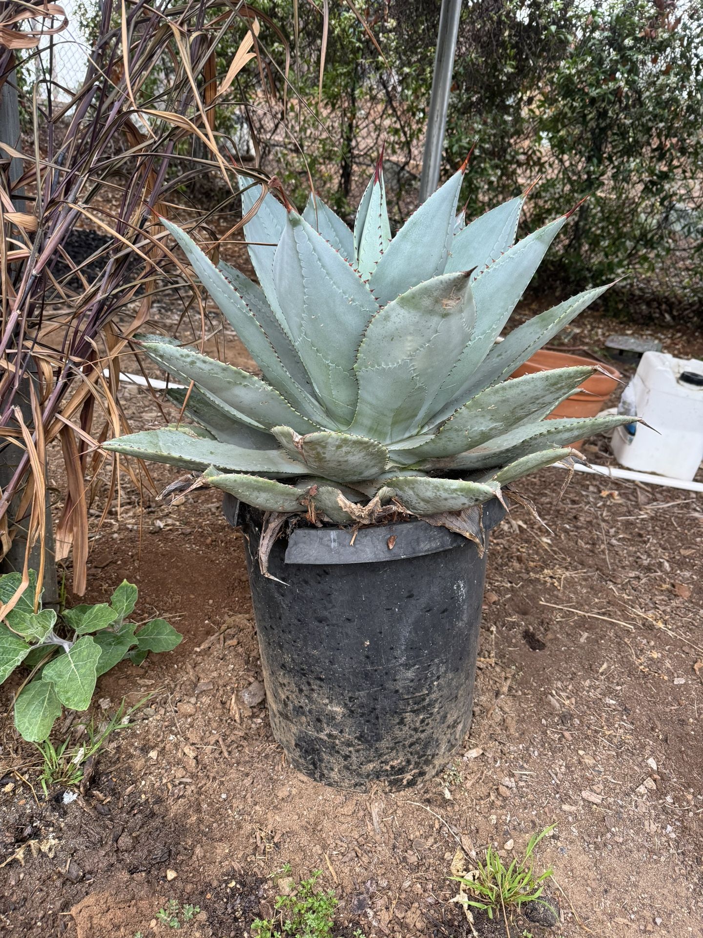 Agave