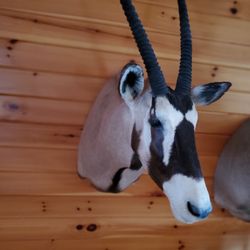 African Gemsbok Mount