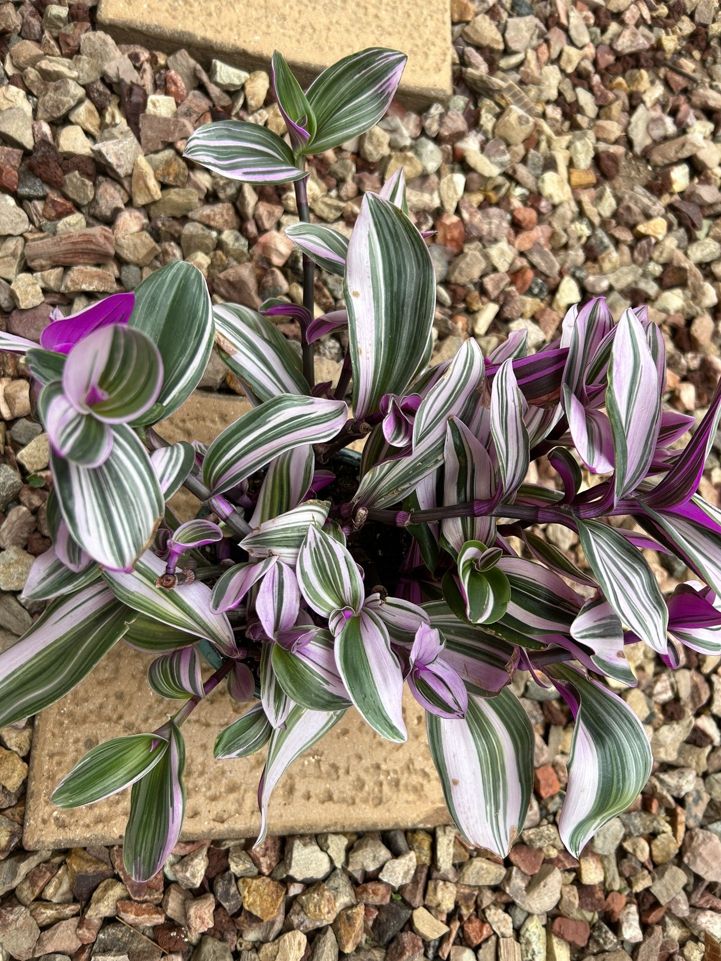 Tradescantia Nanouk Houseplant