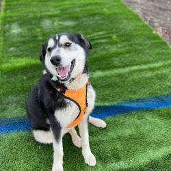 Turf  r o l l s    New n Used