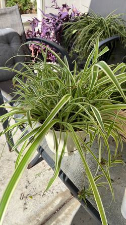 Spider plant