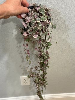 Long variegated string of hearts