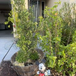 Mickey And Minnie Topiaries 