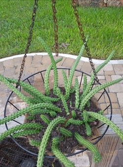Huernia