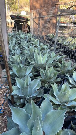 Agave Ovatifolia