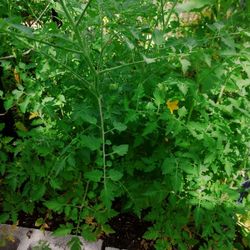 Tall Tomato Plants 