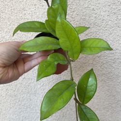 Hoya Carnosa Plant