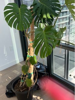 Monstera plant