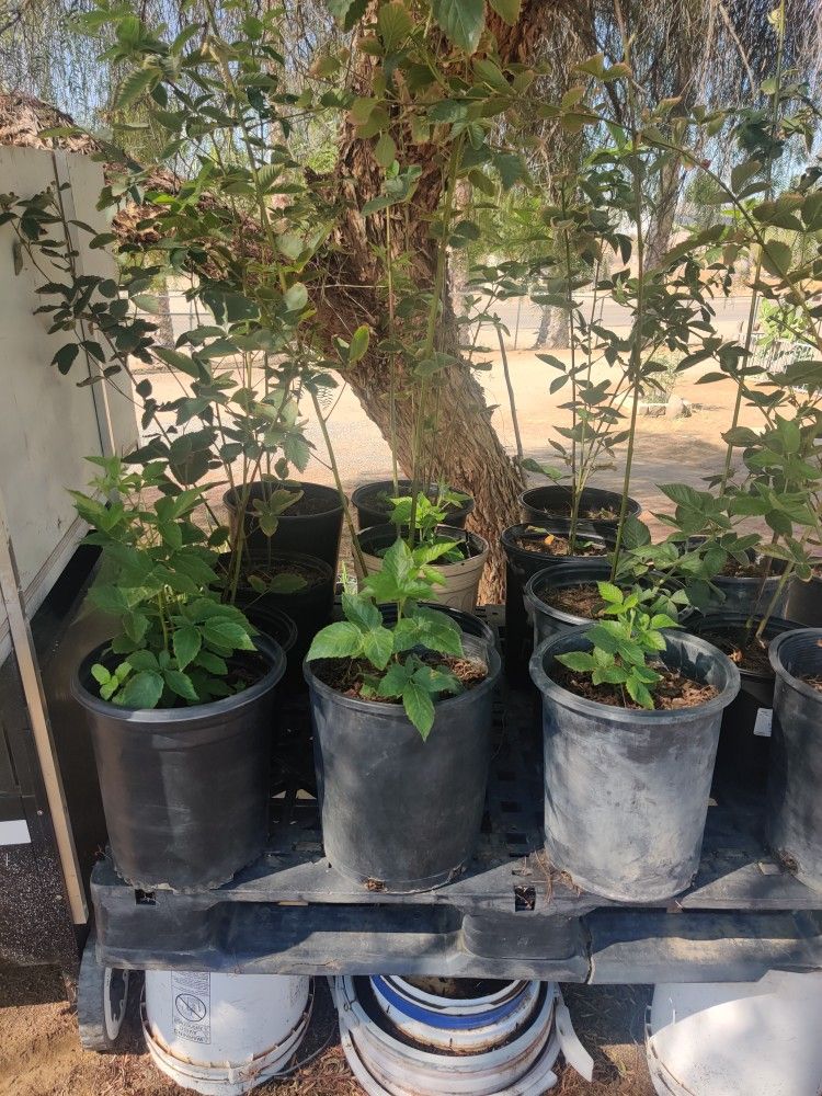 Blackberry Trees Thornless ( Please Read Discription )