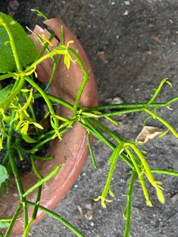 Firestick succulent 4”pot