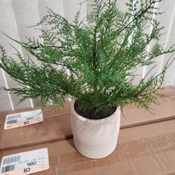 Threshold Large Asparagus Artificial Fern Leaf In Pot