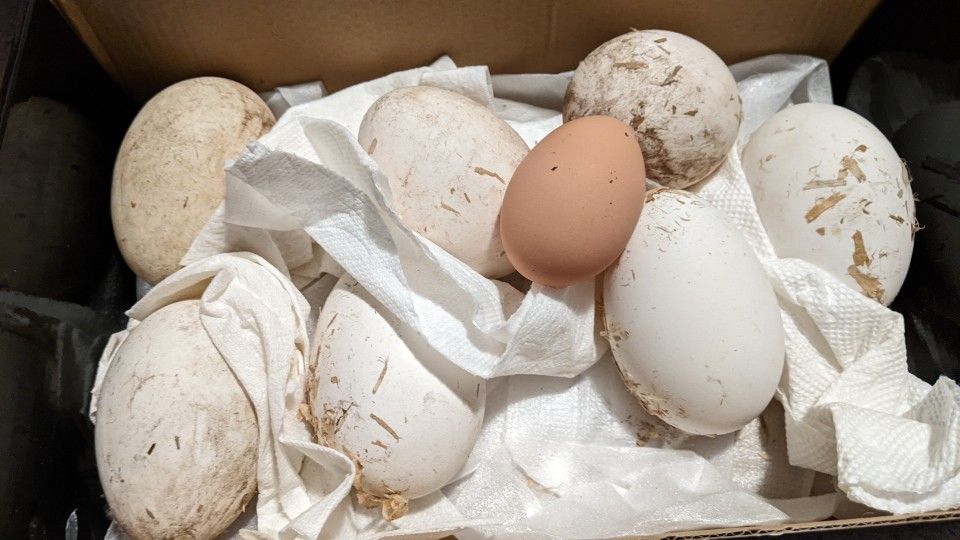 Goose Eggs
