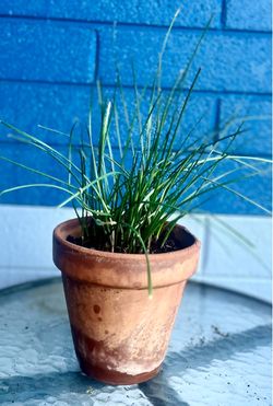 Rain Lilly