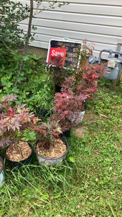 Japanese red maple trees Yucca dragon  & Pine or Christmas trees potted 1ft tall