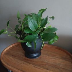 Health Green Plant With Clay Pot 