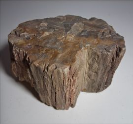 Petrified Wood Specimen