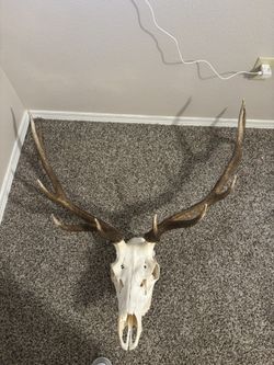 Elk head mount New