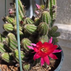 💎💕🌵Rose Quartz Peanut Cactus💕💎