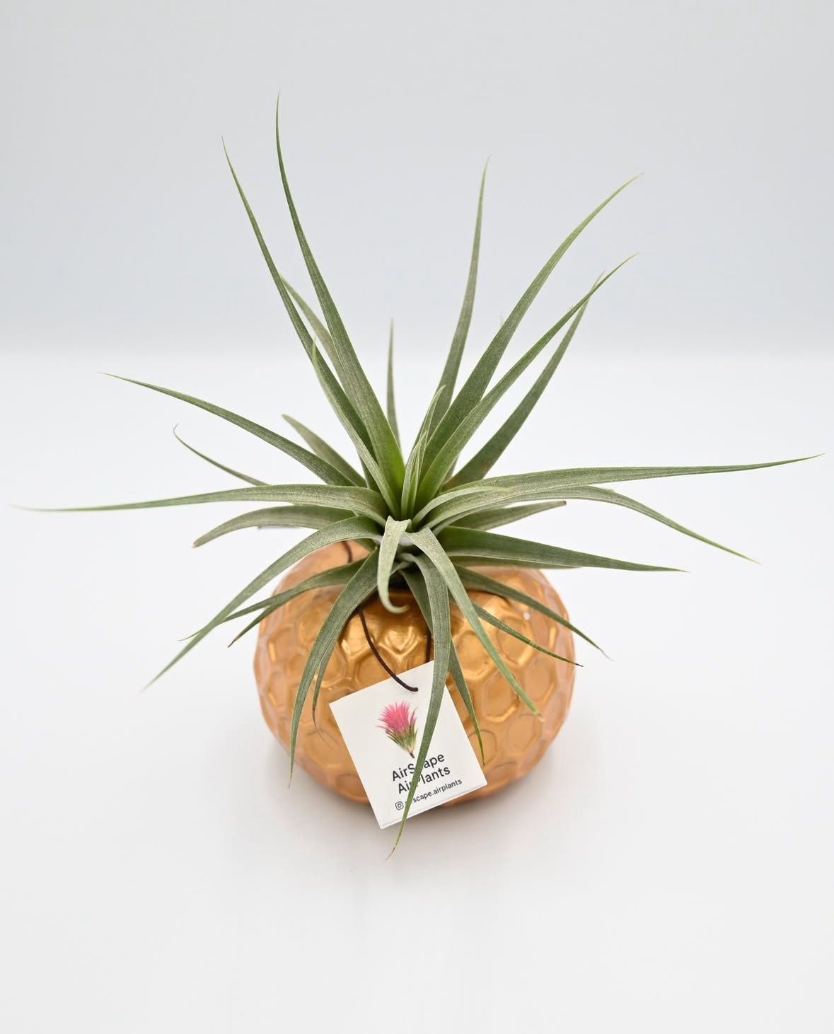 Air Plant
